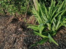 Galerie photo Haie de petits fruits
